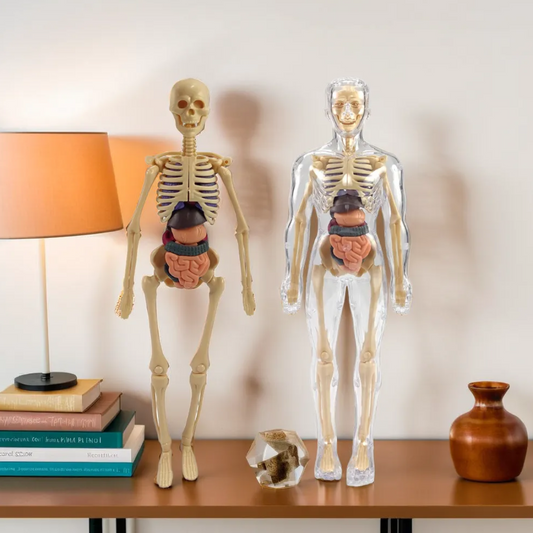 Toytoise Human Body Toy – Discover the Wonders of Anatomy Through Play!